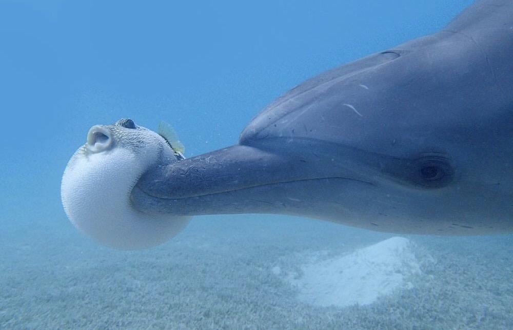En jouant avec les poissons-globe, les dauphins se drogueraient
